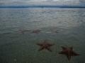 Sea stars in the water at Bocas del Toro