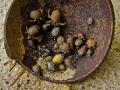 Tiny crabs in a coconut shell