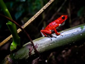 Red frog on the island of Bastimentos