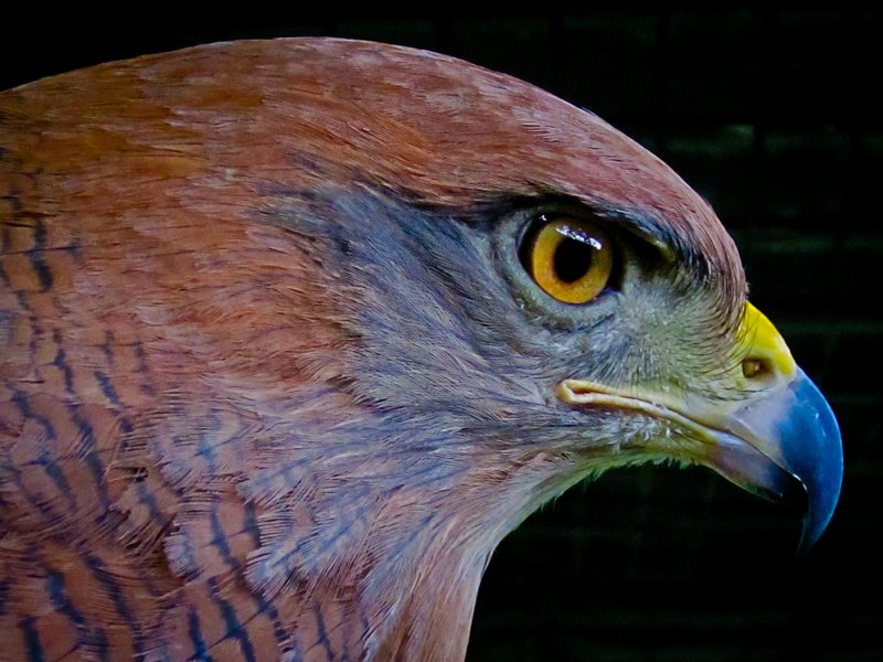 Savanna hawk at El Valle Zoo