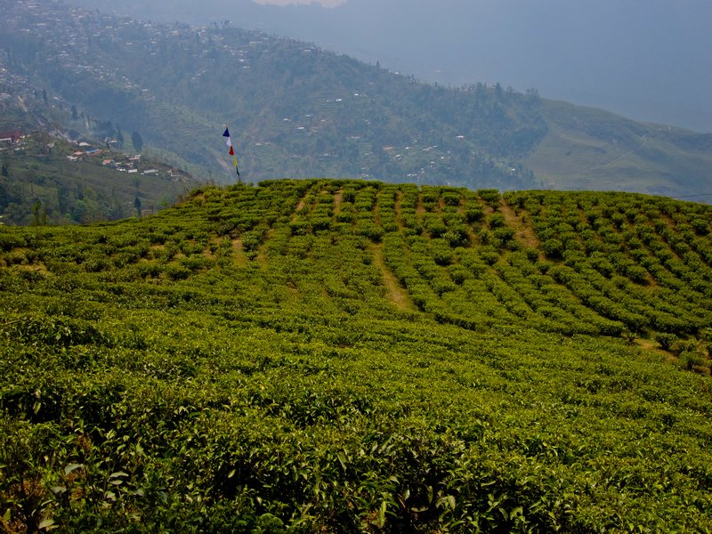 One of over 80 tea plantations in the Darjeeling area
