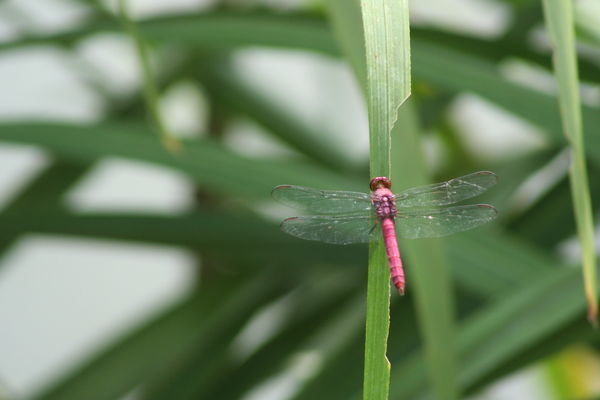 Pink dragonfly