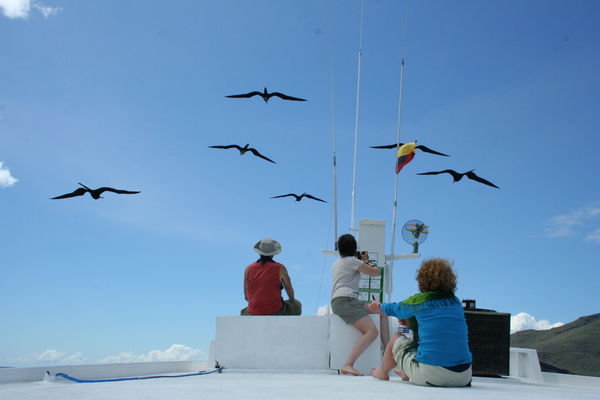 the frigate birds flying with the boat