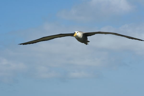 waved Albatross