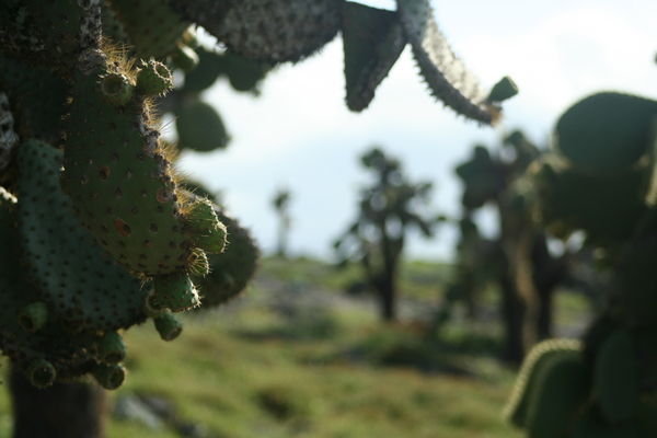 cactus'