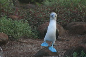 Another blue footed Booby picture!
