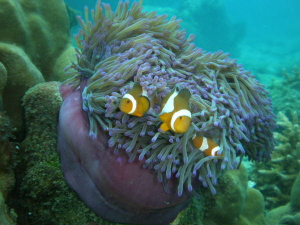 Common Anemonefish