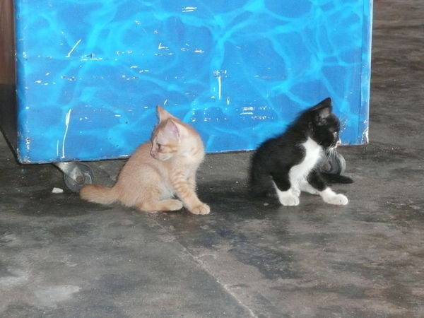 Island Kittens