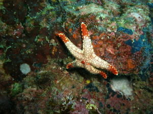 Starfish - Fromia Monilis