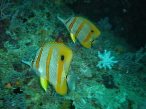 Beaked Coralfish