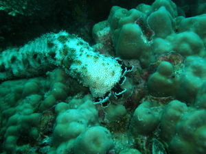 Sea Cucumber - Unidentified