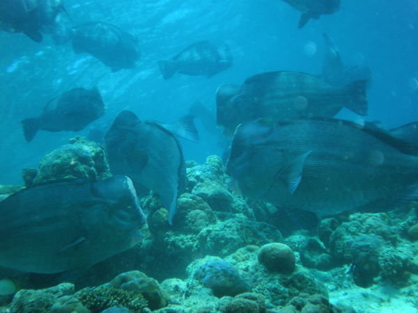 Bumphead Parrotfish