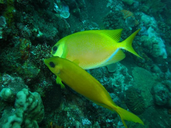 Yellow Fish - Unidentified