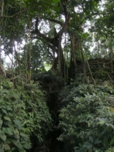 Monkey Forest Sanctuary