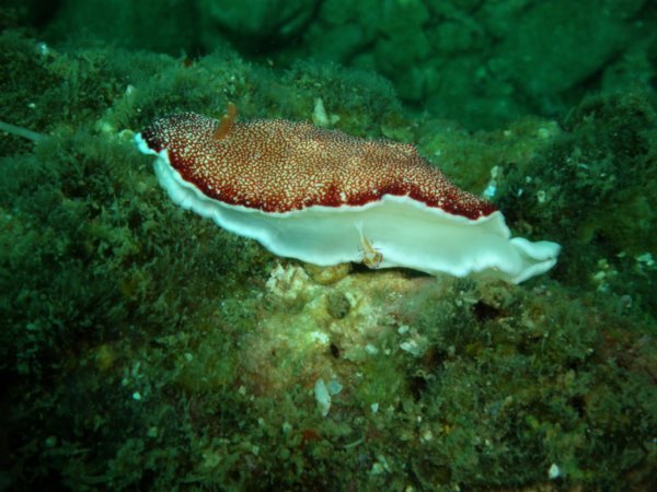 Nudibranch with Partner Shrimp