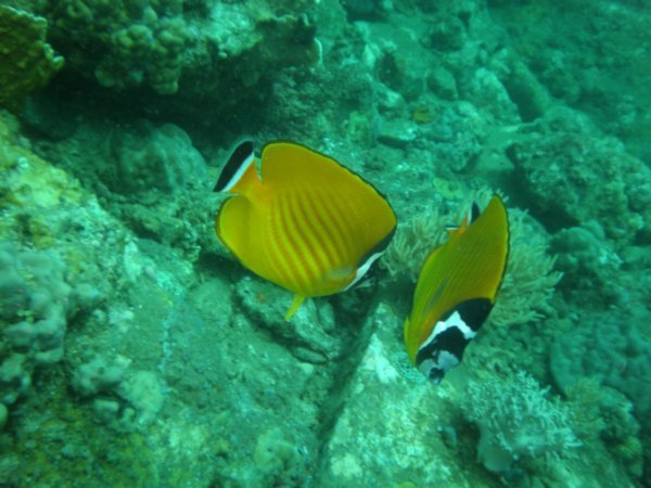 Reef Fish Pair
