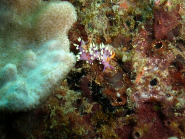 Nudibranch - Flabellina Exoptata
