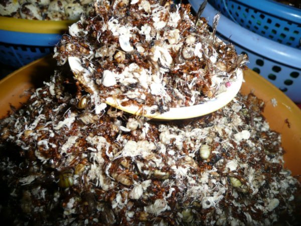 Roasted Termites