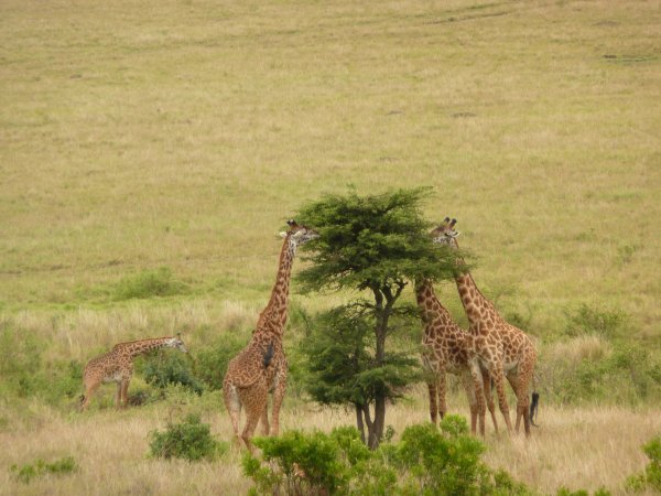 Grazing Giraffes