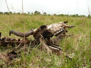 Life and Death on the Plains