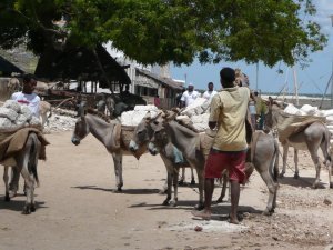 Lamu Transport