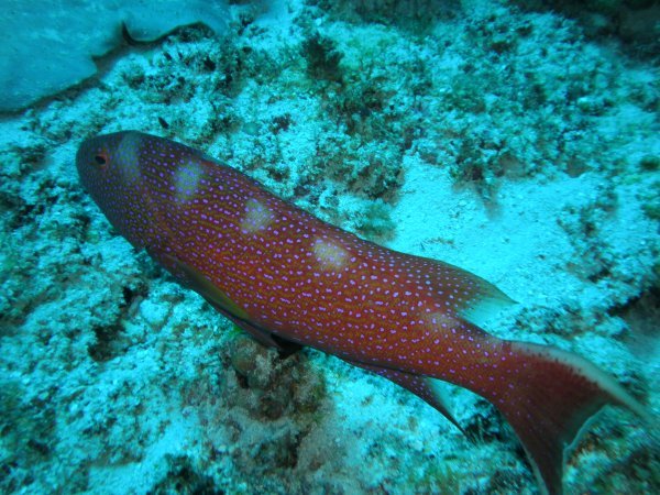 Coral Wrasse