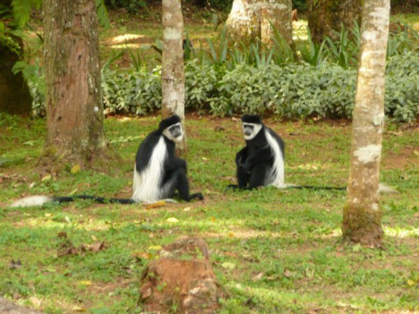 Colobus Monkeys at Rest