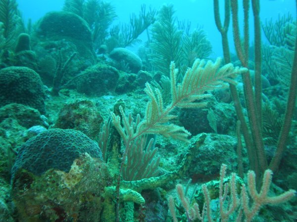 Caribbean Reef