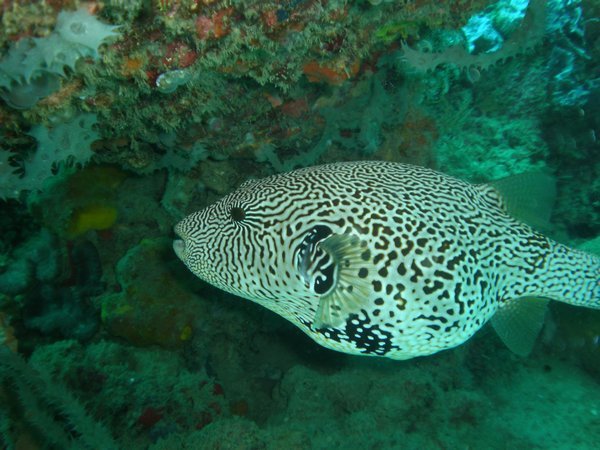  Starry Toadfish