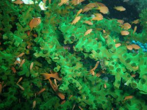 Green Tree Coral