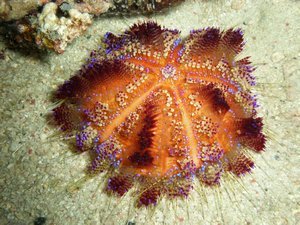 Colorful Urchin