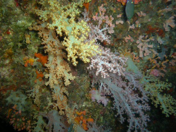 Hanging coral
