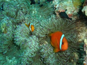 Anemone fish