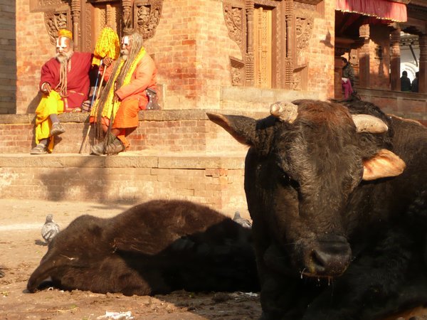Sacred Cows and Sadhu