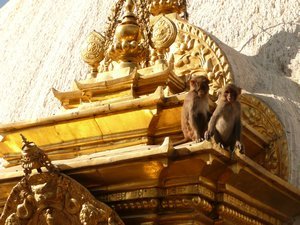 Temple Monkeys 