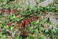 Fuscia-Flowering Gooseberry