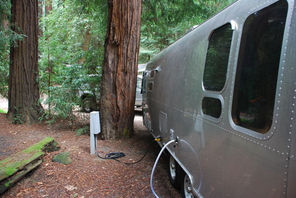 Camping in a Redwood Grove