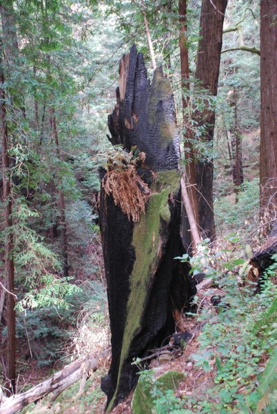 Burned Redwood Stump