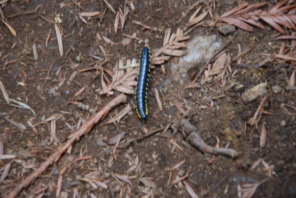 Yet to be identified  Millipede