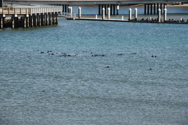 Sea Otters in Water; Sea Lions on Dock