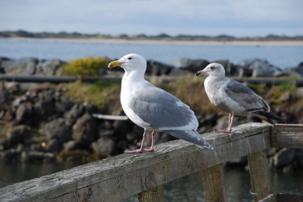 Cooperative Western Gulls