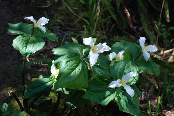 Several species of Trillium were in bloom.