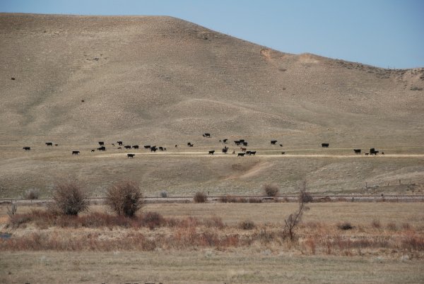 Montana is Cattle Country