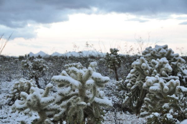 Snow-covered Cactus