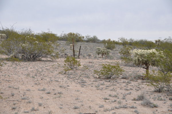 Cattle grazing and the desert