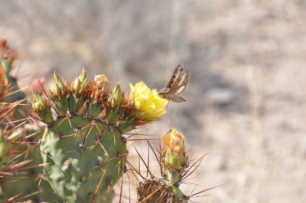 Hawk Moth visits cactus flower