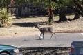 White-tailed Deer at Chisos Basin