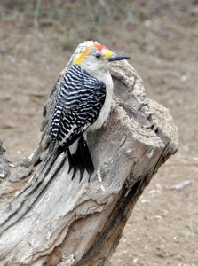 Male Golden-fronted Woodpecker