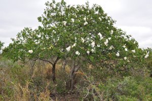 Anacahuita or Mexican Olive