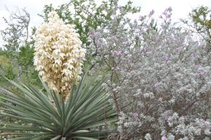 Yucca (Spanish Dagger, left) and Soap-Bush or Guayacan (right)